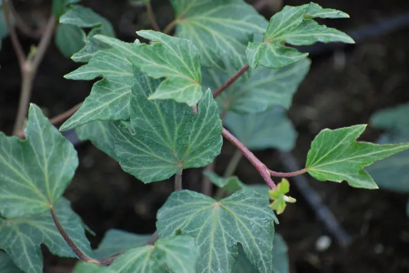 Frøplanter 06