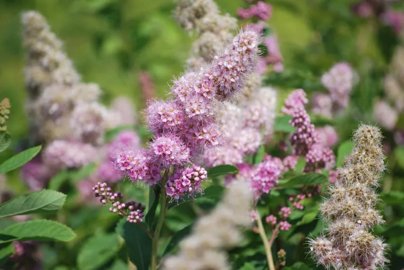 Frøplanter 10