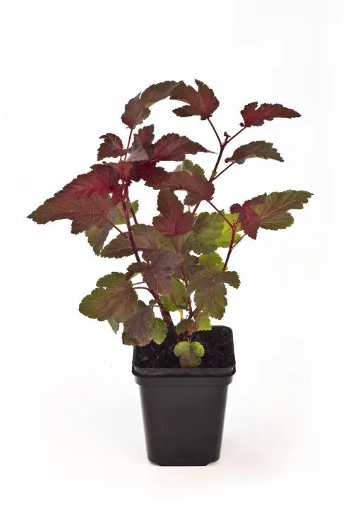 Frøplanter 13