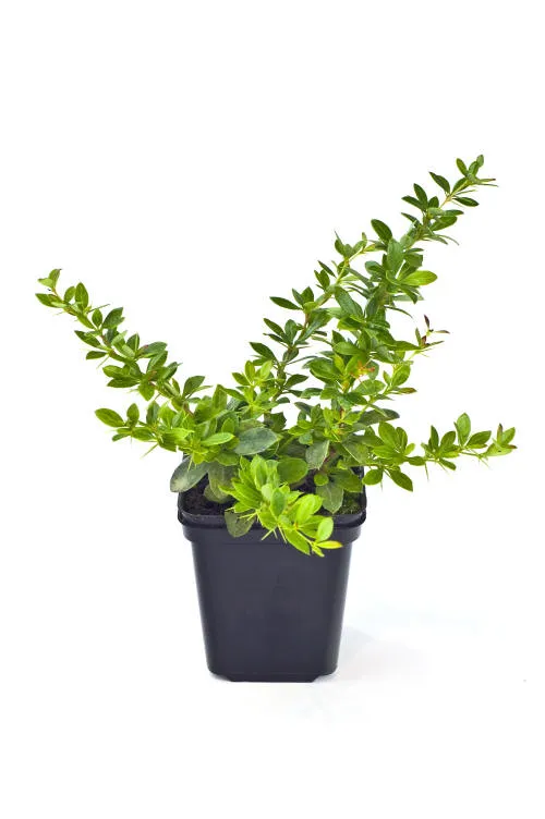 Frøplanter 14
