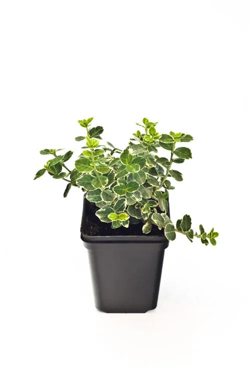Frøplanter 17