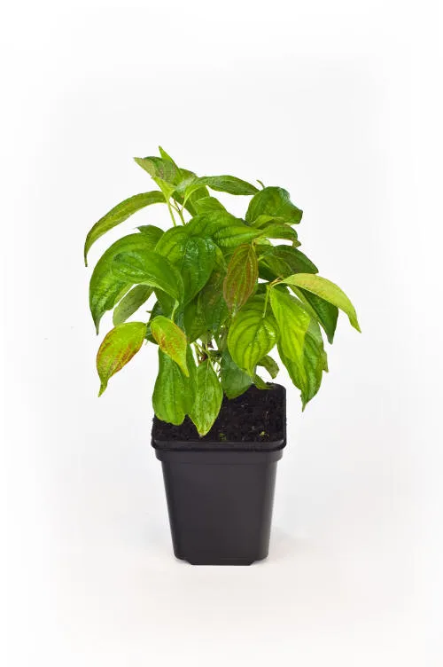Frøplanter 20