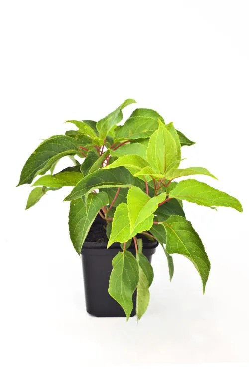 Frøplanter 22