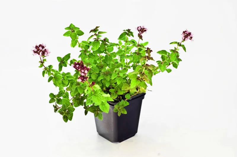 Frøplanter 23
