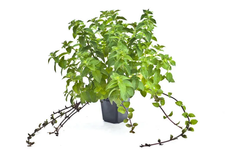 Frøplanter 24