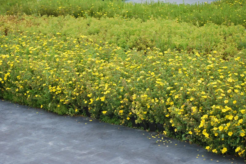 Frøplanter 31