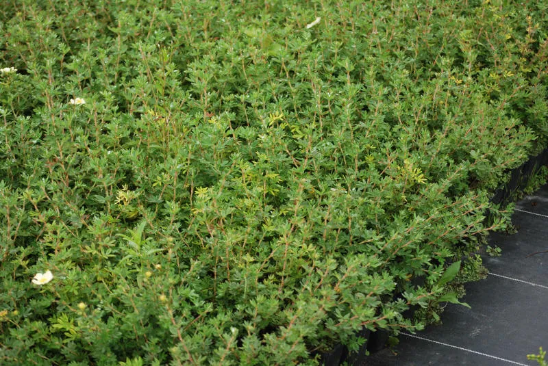 Frøplanter 32