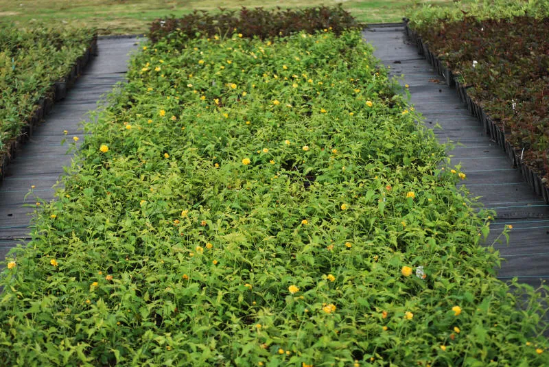 Frøplanter 33